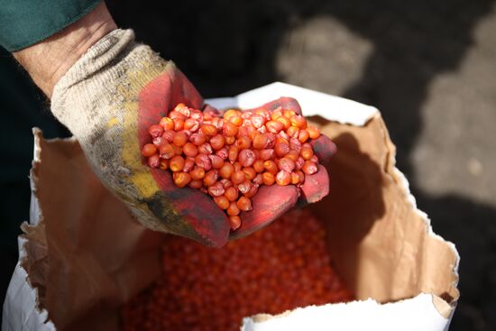 Spring sowing campaign in Krasnodar Territory