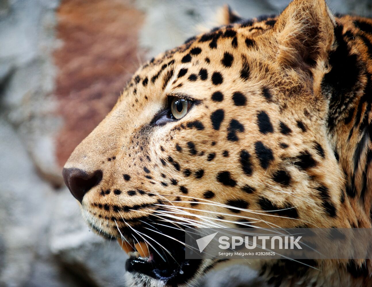 Zoo "Fairytale" opens in Crimea