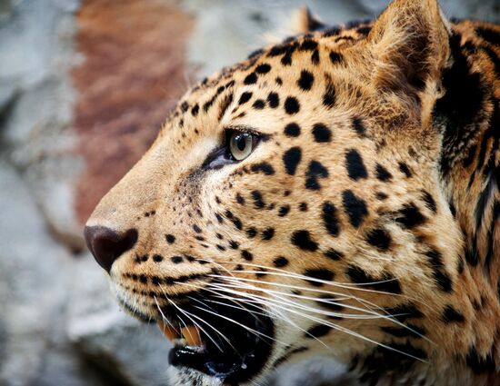 Zoo "Fairytale" opens in Crimea