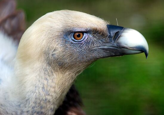 Zoo "Fairytale" opens in Crimea