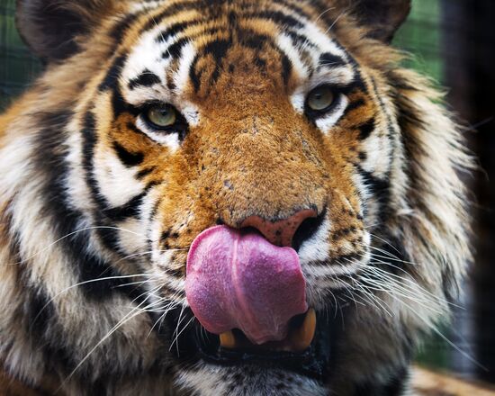 Zoo "Fairytale" opens in Crimea