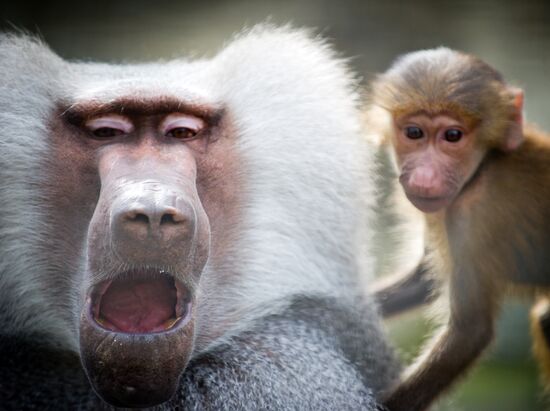 Zoo "Fairytale" opens in Crimea