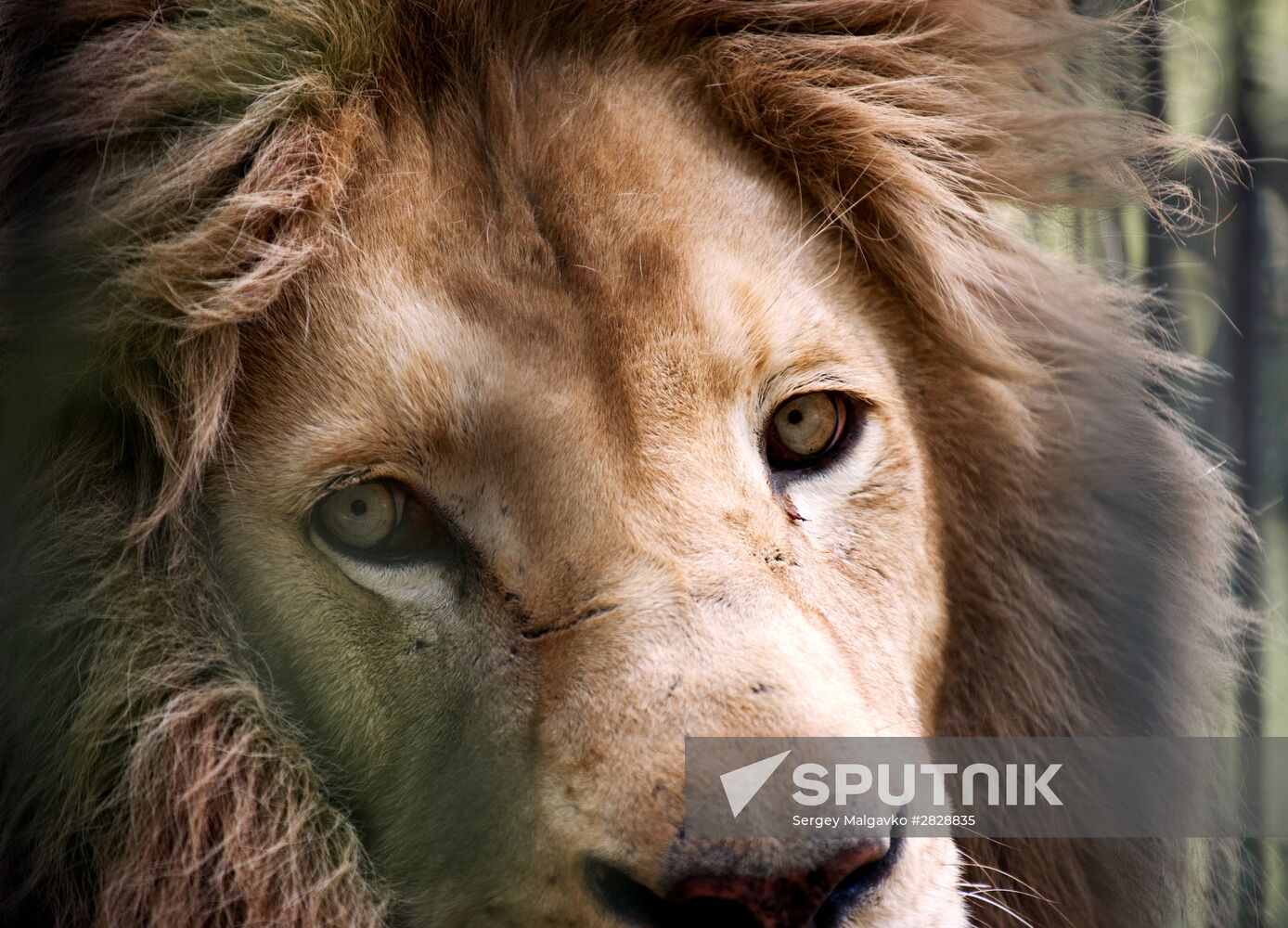 Zoo "Fairytale" opens in Crimea