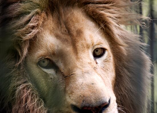 Zoo "Fairytale" opens in Crimea
