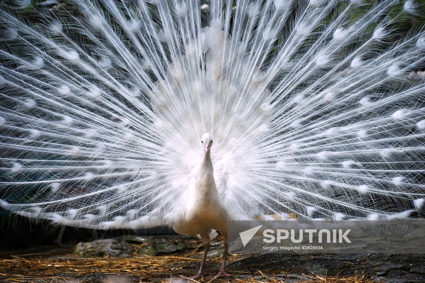 Zoo "Fairytale" opens in Crimea