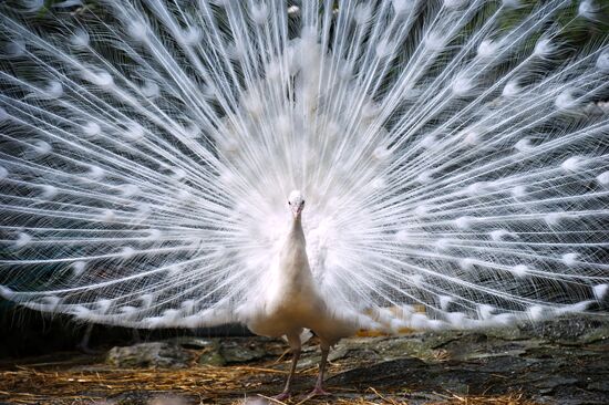 Zoo "Fairytale" opens in Crimea