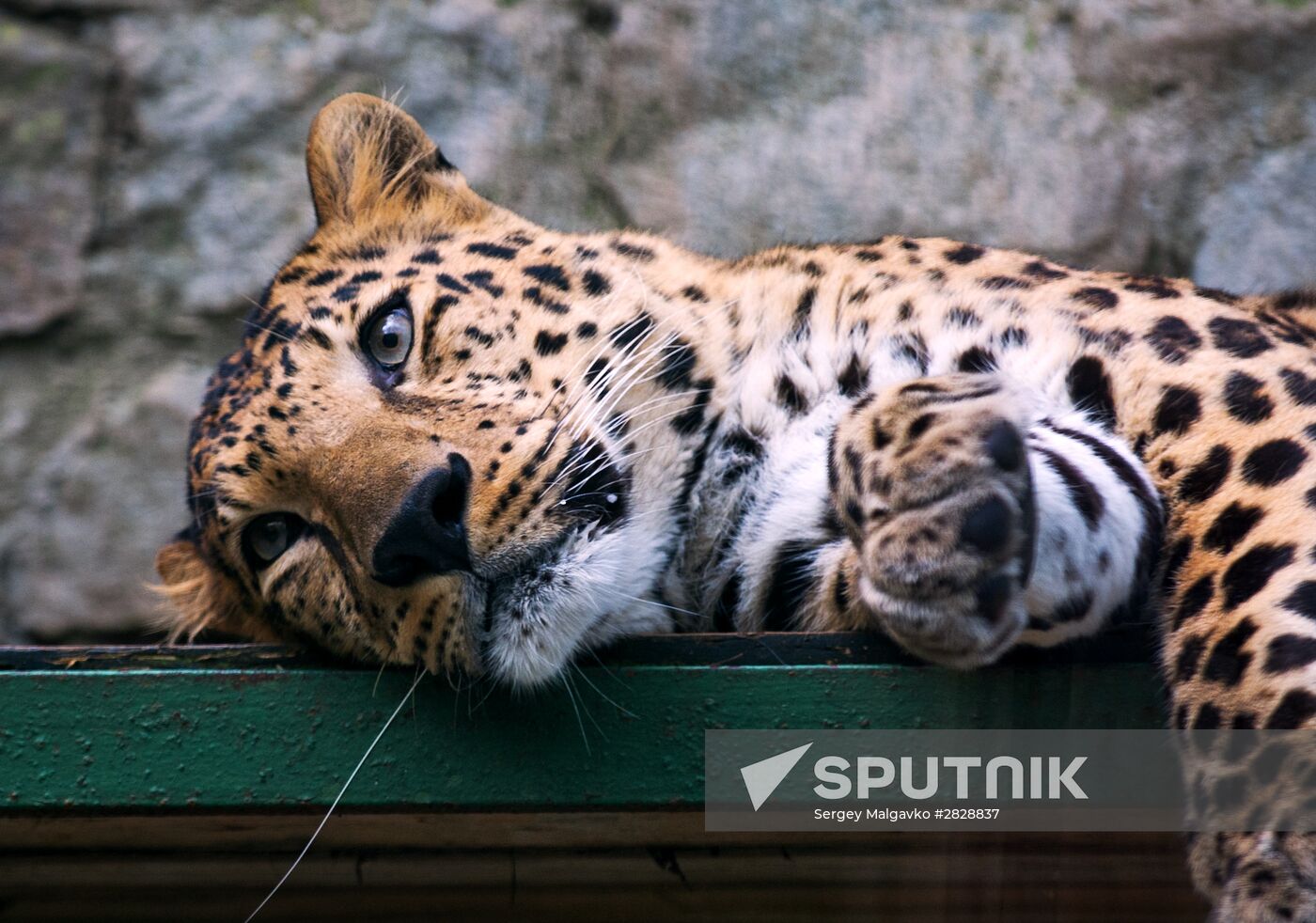 Zoo "Fairytale" opens in Crimea
