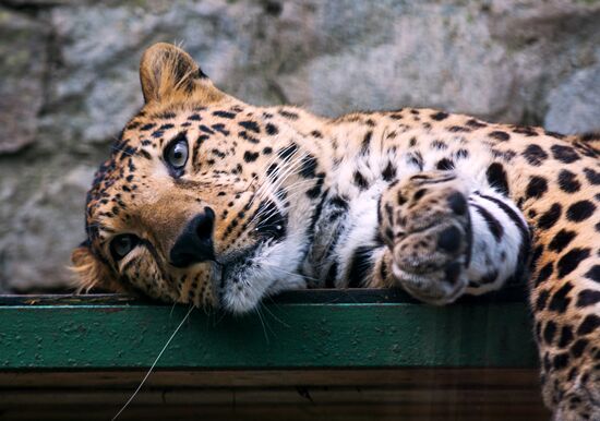 Zoo "Fairytale" opens in Crimea