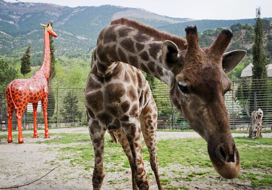 Zoo "Fairytale" opens in Crimea
