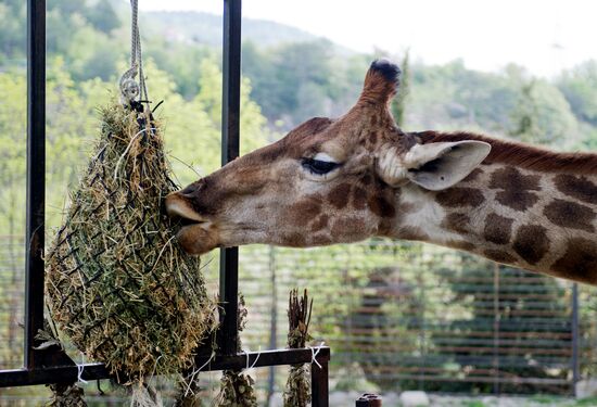 Zoo "Fairytale" opens in Crimea