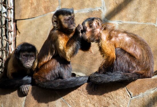 Zoo "Fairytale" opens in Crimea