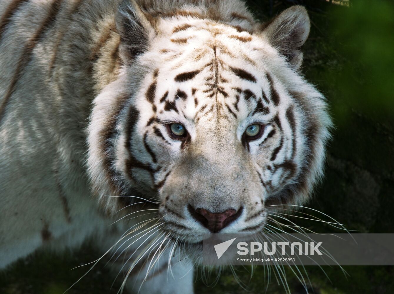 Zoo "Fairytale" opens in Crimea