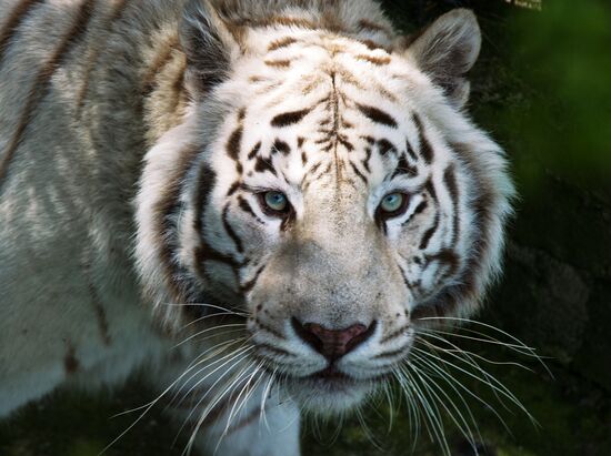 Zoo "Fairytale" opens in Crimea