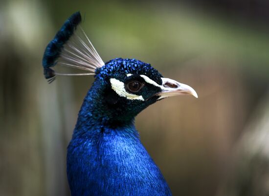 Zoo "Fairytale" opens in Crimea