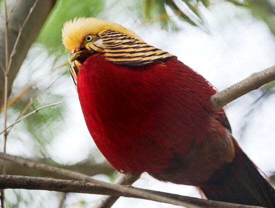 Zoo "Fairytale" opens in Crimea