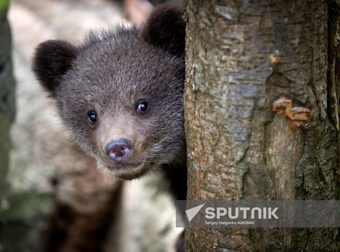 Zoo "Fairytale" opens in Crimea