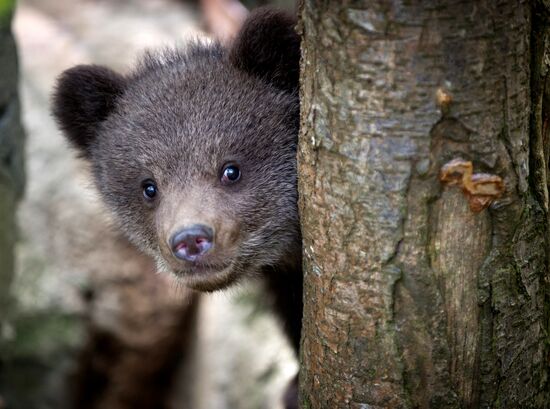 Zoo "Fairytale" opens in Crimea