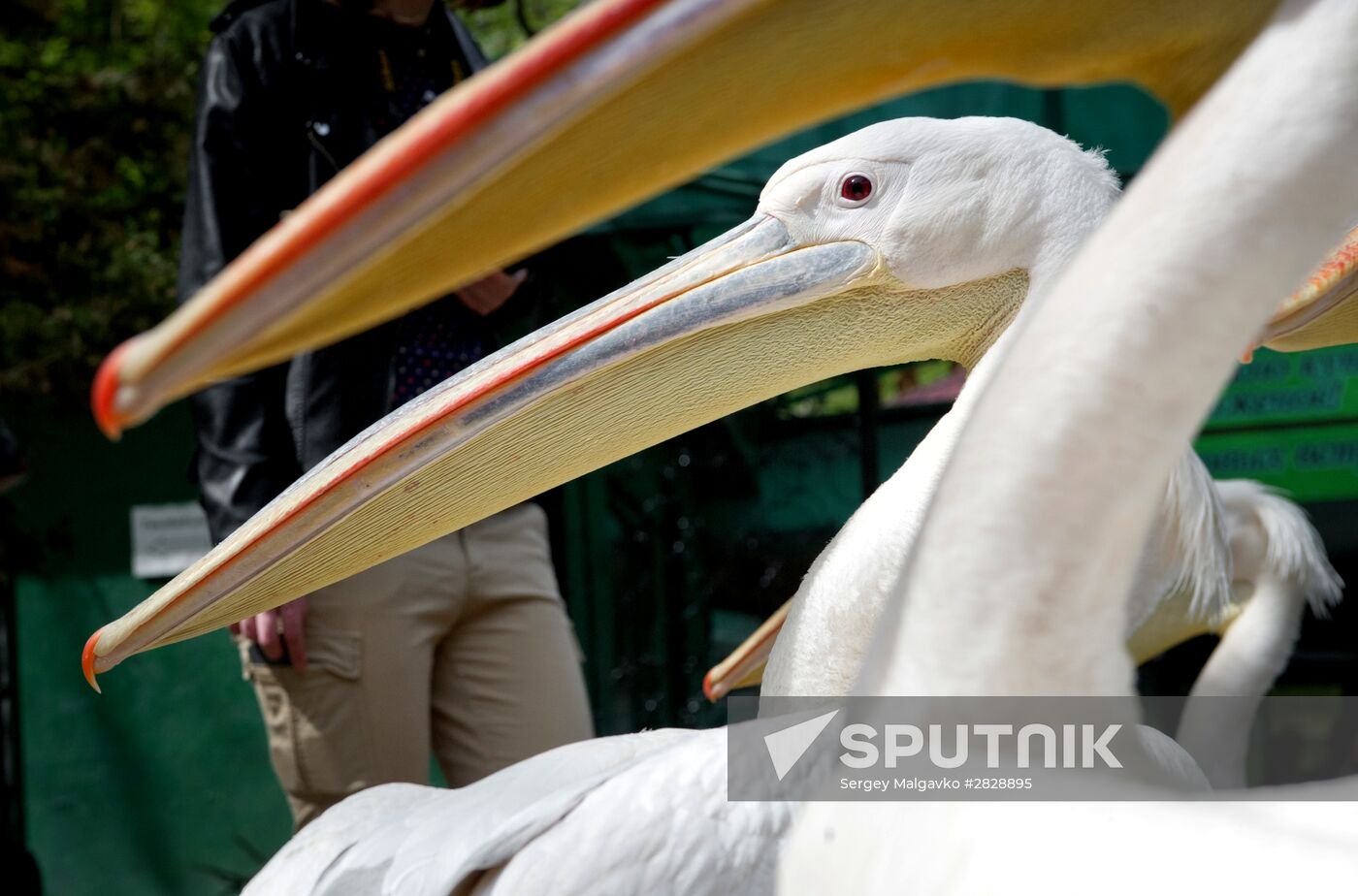 Zoo "Fairytale" opens in Crimea
