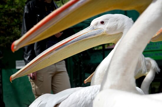 Zoo "Fairytale" opens in Crimea