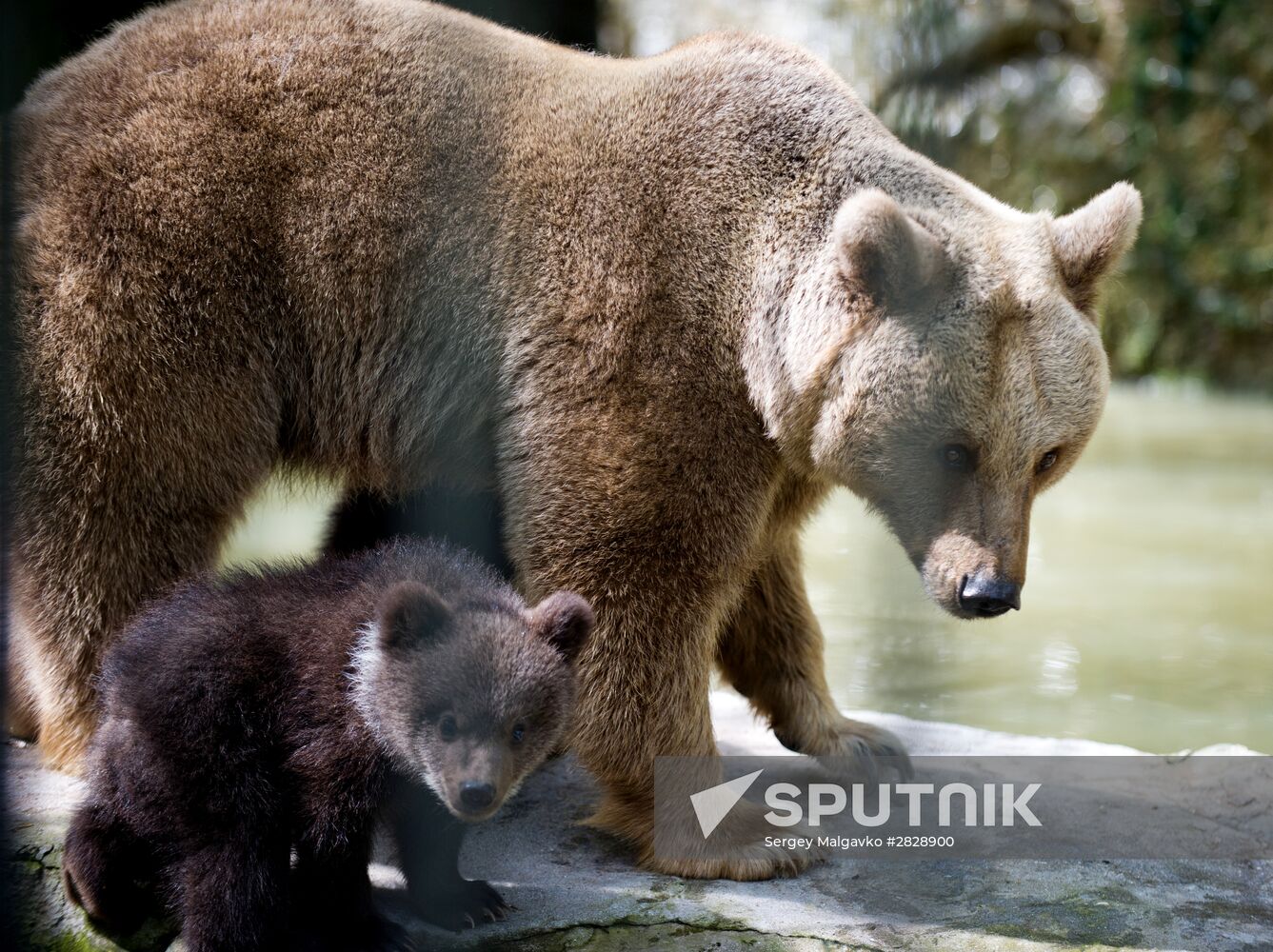 Zoo "Fairytale" opens in Crimea