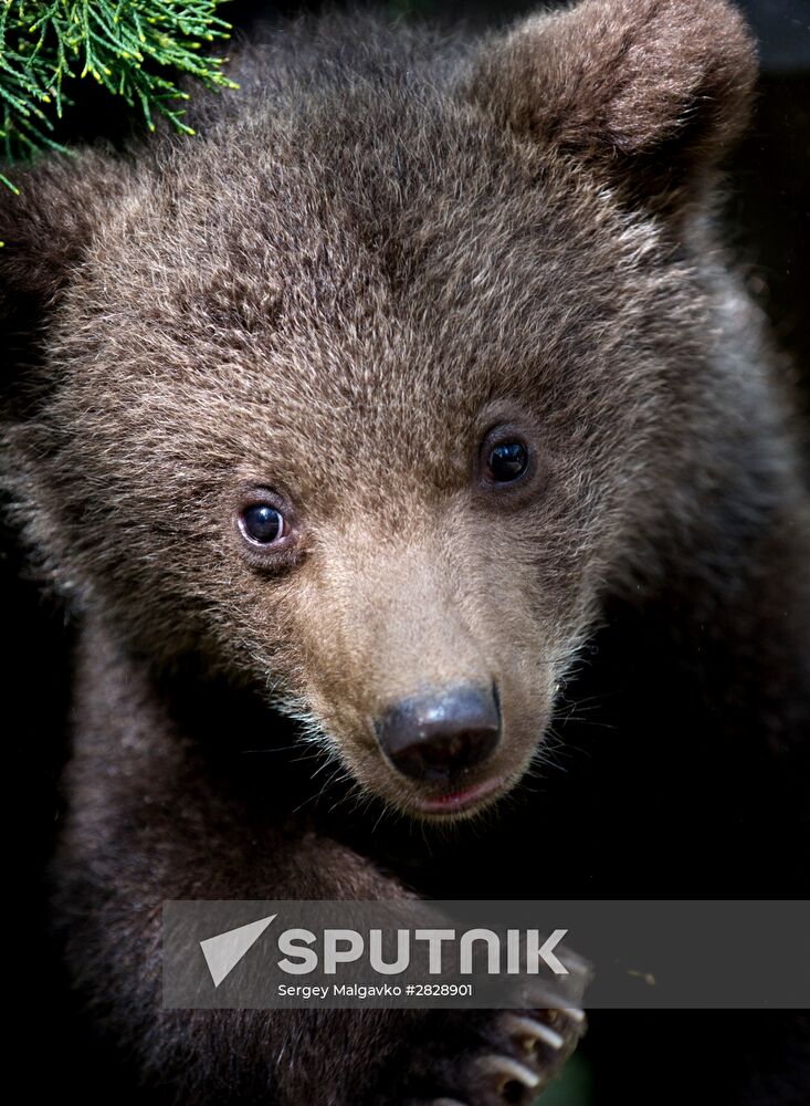 Zoo "Fairytale" opens in Crimea