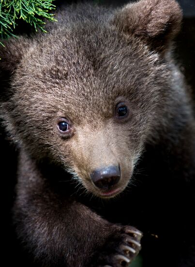 Zoo "Fairytale" opens in Crimea