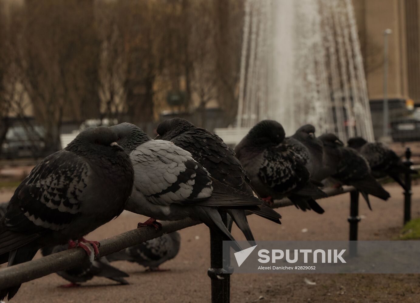 Fountain season begins in St. Petersburg