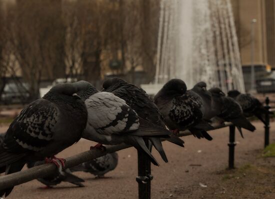 Fountain season begins in St. Petersburg