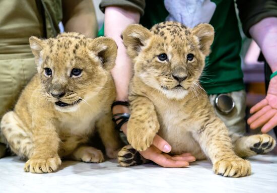 New lion cubs in Leningrad Zoo