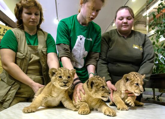 New lion cubs in Leningrad Zoo