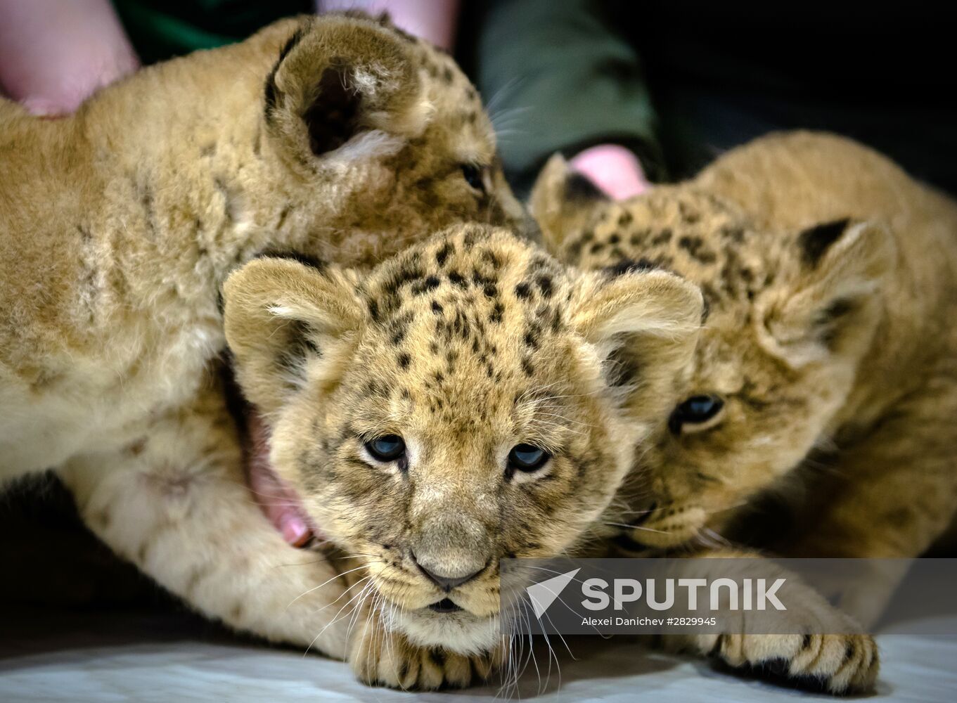 New lion cubs in Leningrad Zoo