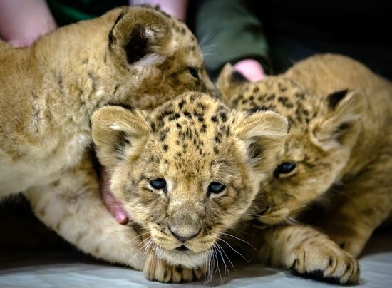 New lion cubs in Leningrad Zoo