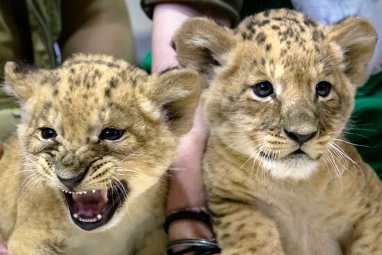 New lion cubs in Leningrad Zoo