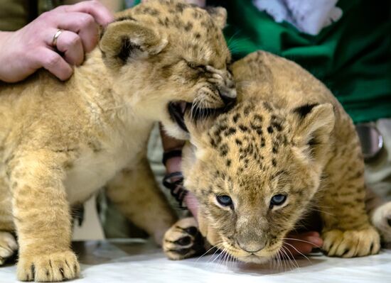 New lion cubs in Leningrad Zoo