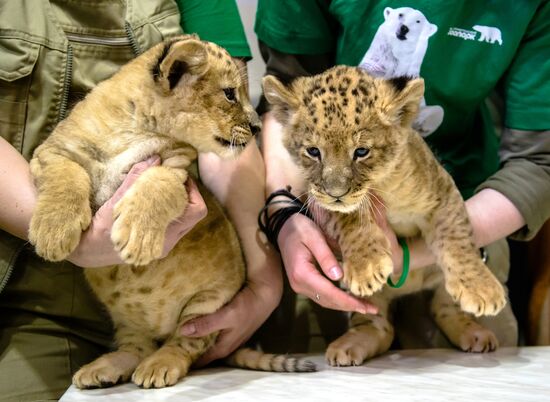 New lion cubs in Leningrad Zoo