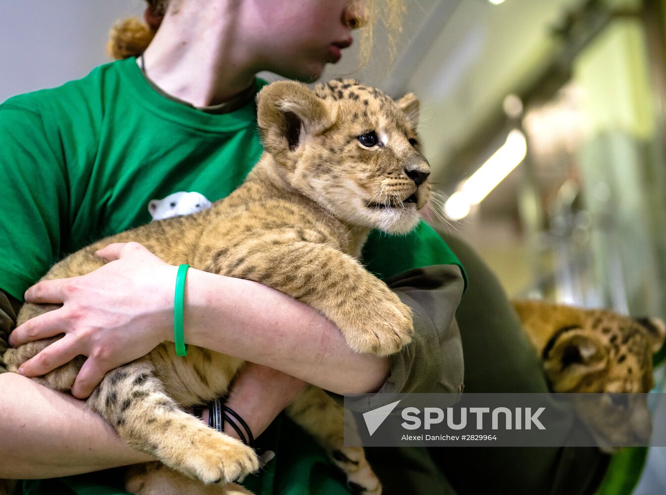 New lion cubs in Leningrad Zoo