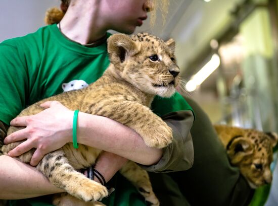 New lion cubs in Leningrad Zoo