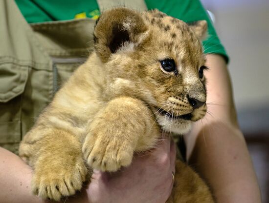 New lion cubs in Leningrad Zoo
