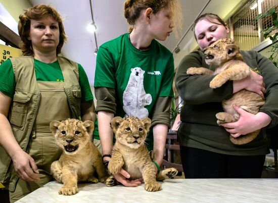New lion cubs in Leningrad Zoo
