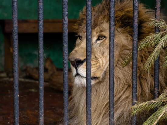 New lion cubs in Leningrad Zoo