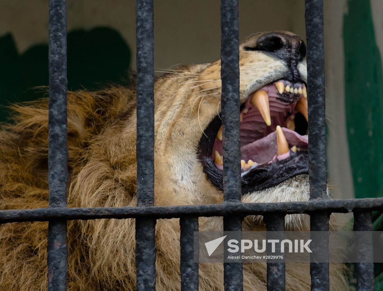 New lion cubs in Leningrad Zoo