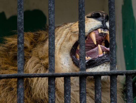 New lion cubs in Leningrad Zoo