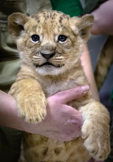 New lion cubs in Leningrad Zoo