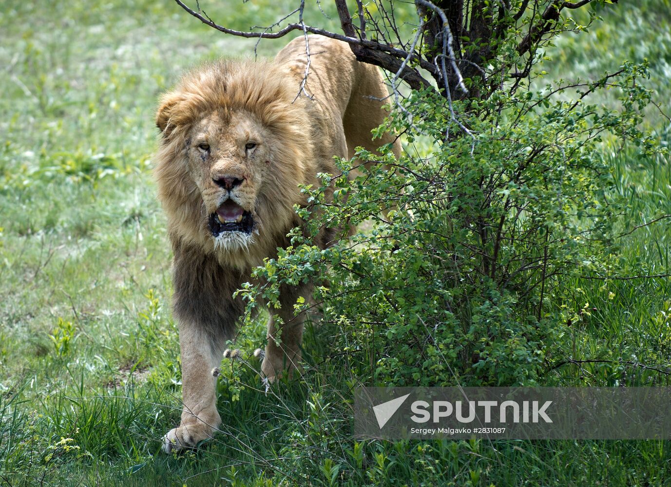 Lions released from winter cages in Taigan Safari Park, Crimea