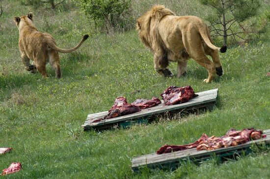 Lions released from winter cages in Taigan Safari Park, Crimea