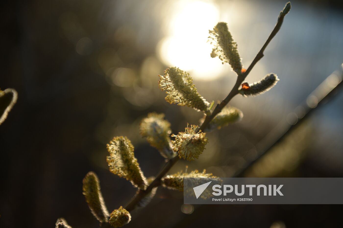 People collect willow branches for Palm Sunday on Lake Shartash in Yekaterinburg