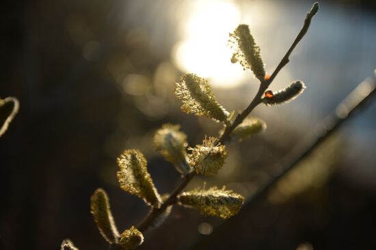 People collect willow branches for Palm Sunday on Lake Shartash in Yekaterinburg