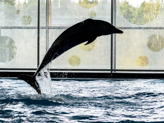 Opening of dolphin swim facility in Moscow