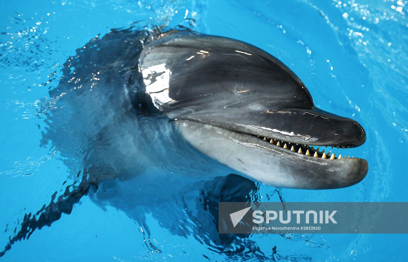 Opening of dolphin swim facility in Moscow