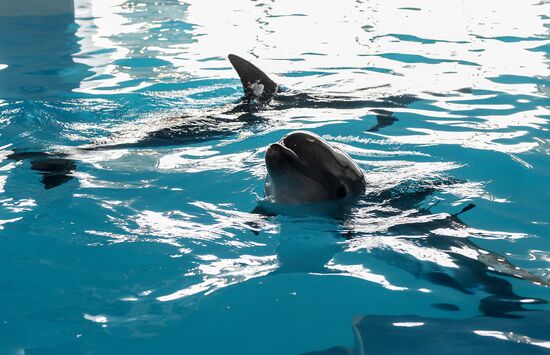 Opening of dolphin swim facility in Moscow